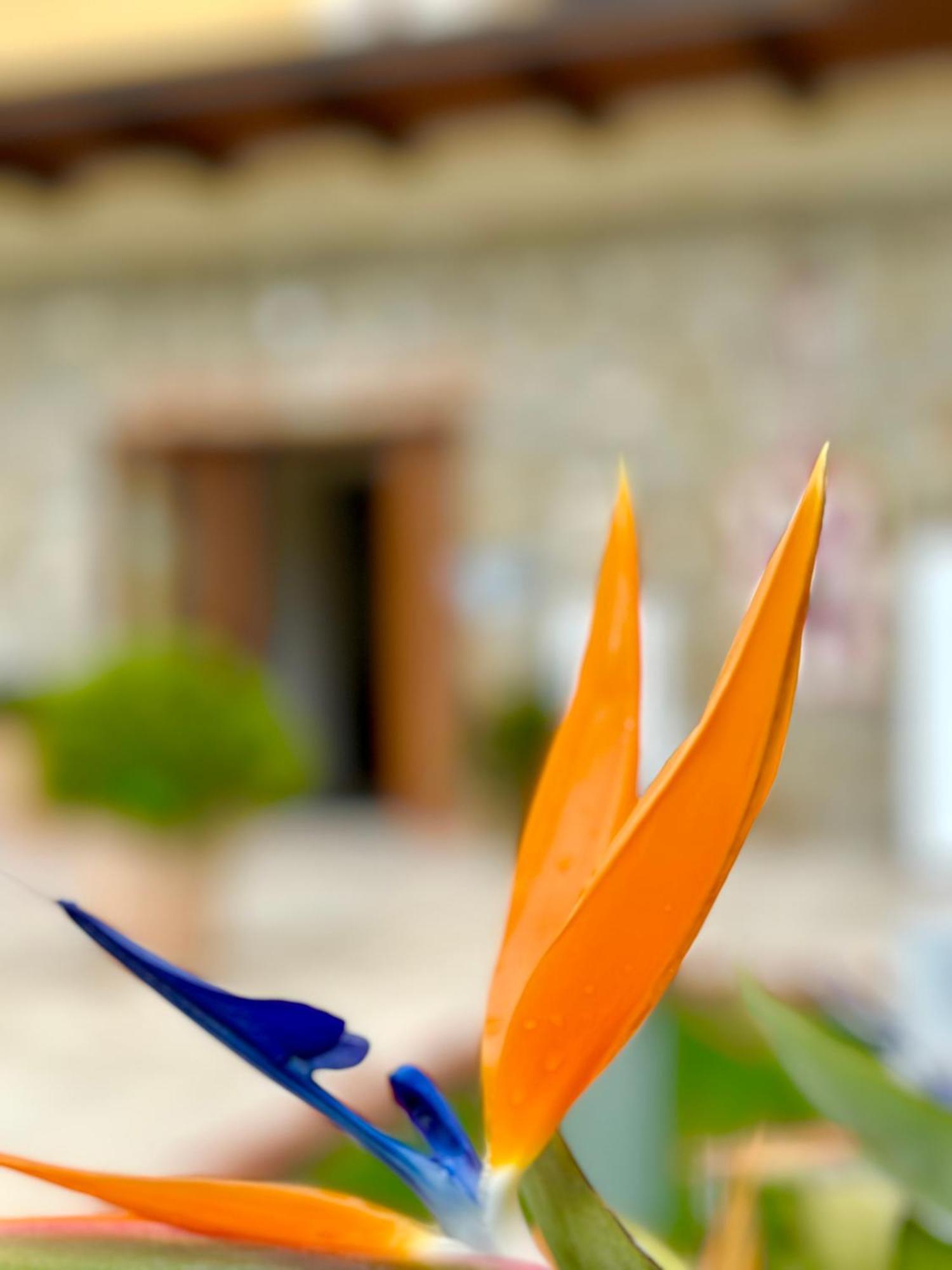 Casale Degli Ulivi Resort 펠라레 외부 사진